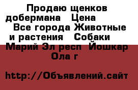 Продаю щенков добермана › Цена ­ 45 000 - Все города Животные и растения » Собаки   . Марий Эл респ.,Йошкар-Ола г.